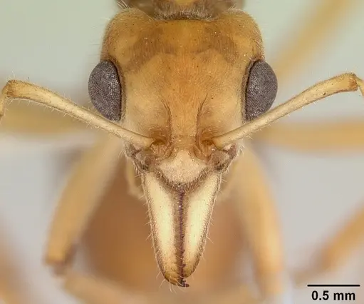 Nothomyrmecia macrops specimen CASENT0172002 image casent0172002_2