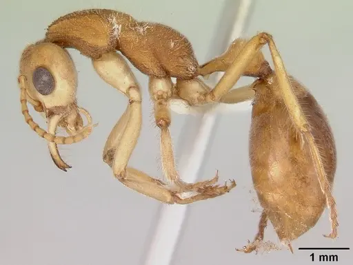 Nothomyrmecia macrops specimen CASENT0172002 image casent0172002_3
