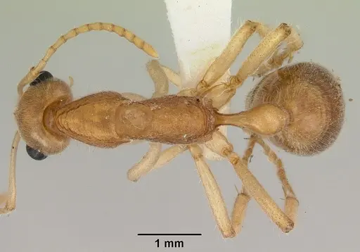 Nothomyrmecia macrops specimen CASENT0172003 image casent0172003_1