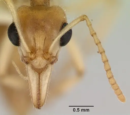 Nothomyrmecia macrops specimen CASENT0172003 image casent0172003_2