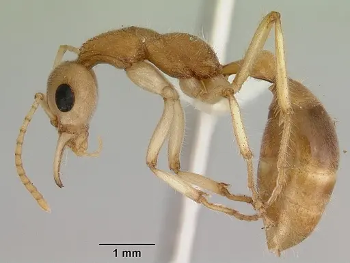 Nothomyrmecia macrops specimen CASENT0172003 image casent0172003_3
