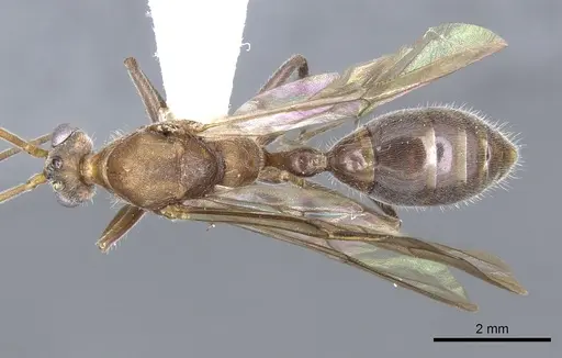 Nothomyrmecia macrops specimen CASENT0902784 image casent0902784_1