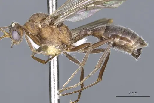 Nothomyrmecia macrops specimen CASENT0902784 image casent0902784_4