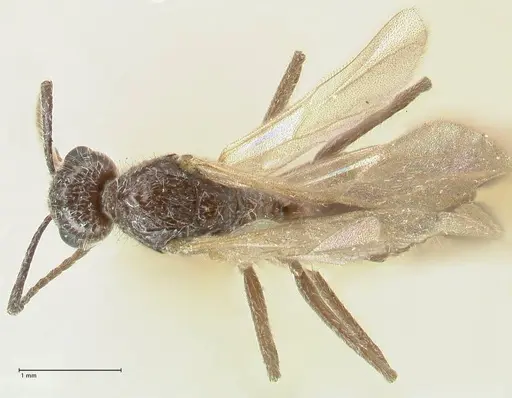Notoncus capitatus specimen FOCOL2216 image focol2216_1