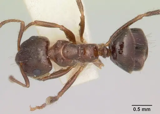 Notoncus ectatommoides specimen CASENT0006130 image casent0006130_1
