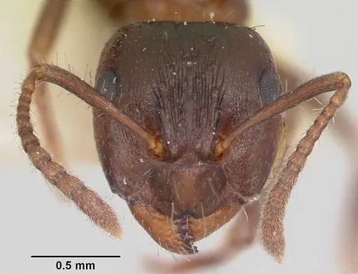 Notoncus ectatommoides specimen CASENT0006130 image casent0006130_2