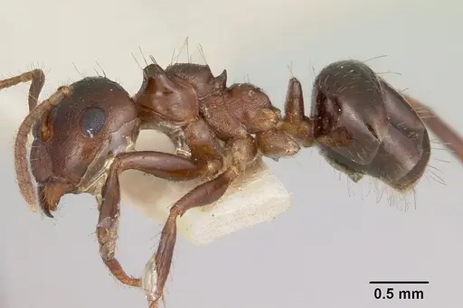 Notoncus ectatommoides specimen CASENT0006130 image casent0006130_3
