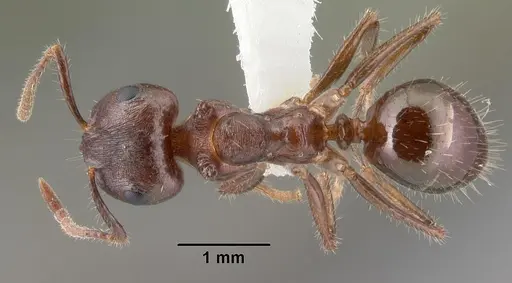 Notoncus ectatommoides specimen CASENT0010856 image casent0010856_1
