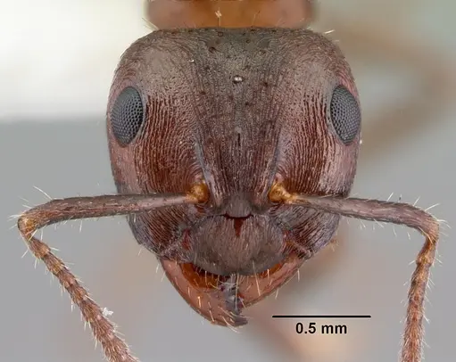 Notoncus ectatommoides specimen CASENT0010856 image casent0010856_2