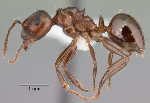 Notoncus ectatommoides specimen CASENT0010856 image casent0010856_3