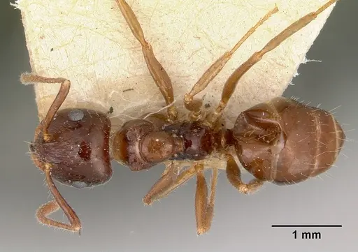 Notoncus ectatommoides specimen CASENT0172023 image casent0172023_1