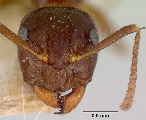 Notoncus ectatommoides specimen CASENT0172023 image casent0172023_2