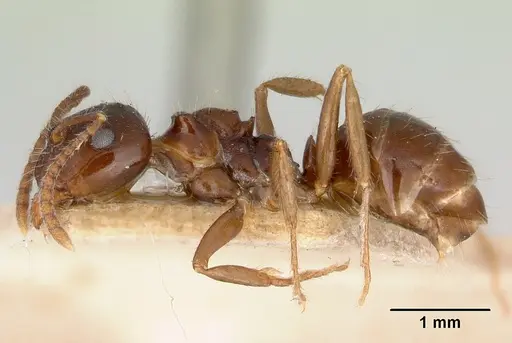 Notoncus ectatommoides specimen CASENT0172023 image casent0172023_3