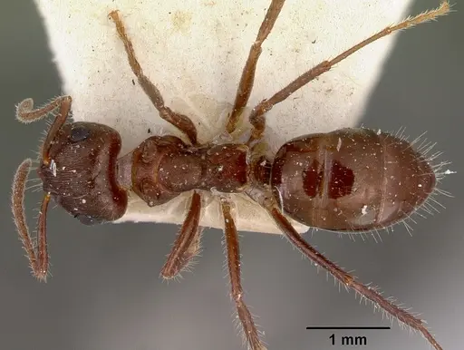 Notoncus ectatommoides specimen CASENT0172026 image casent0172026_1
