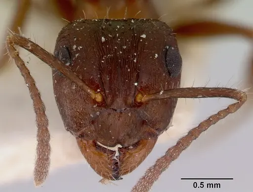Notoncus ectatommoides specimen CASENT0172026 image casent0172026_2