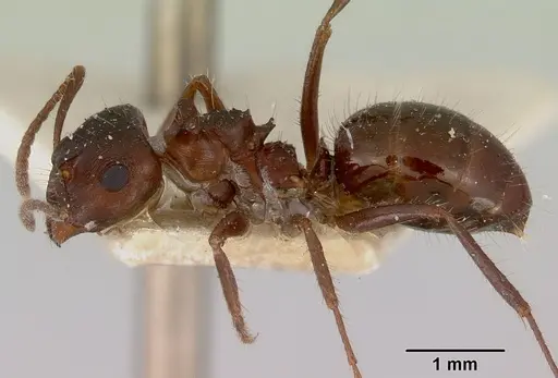 Notoncus ectatommoides specimen CASENT0172026 image casent0172026_3