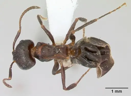 Notoncus ectatommoides specimen CASENT0173309 image casent0173309_1