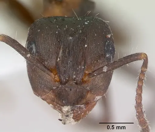 Notoncus ectatommoides specimen CASENT0173309 image casent0173309_2