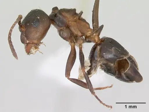 Notoncus ectatommoides specimen CASENT0173309 image casent0173309_3