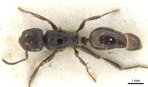 Notoncus ectatommoides specimen CASENT0903251 image casent0903251_1