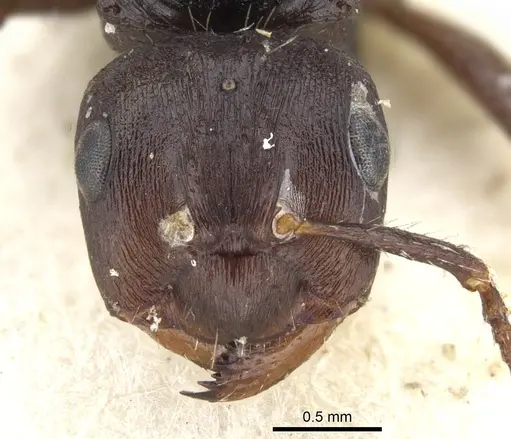 Notoncus ectatommoides specimen CASENT0903251 image casent0903251_2
