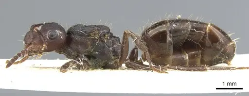 Notoncus ectatommoides specimen CASENT0903251 image casent0903251_3