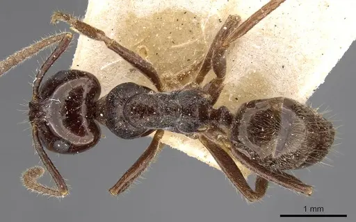 Notoncus ectatommoides specimen CASENT0909834 image casent0909834_1