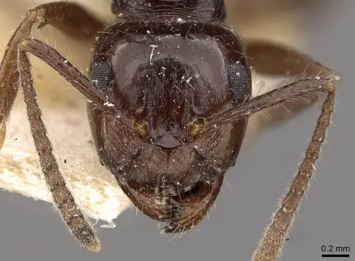 Notoncus ectatommoides specimen CASENT0909834 image casent0909834_2
