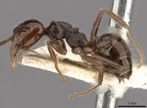Notoncus ectatommoides specimen CASENT0909834 image casent0909834_3
