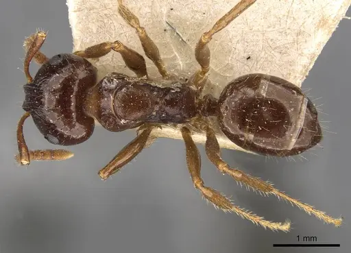 Notoncus ectatommoides specimen CASENT0909835 image casent0909835_1