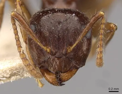 Notoncus ectatommoides specimen CASENT0909835 image casent0909835_2
