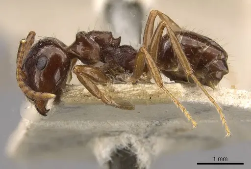 Notoncus ectatommoides specimen CASENT0909835 image casent0909835_3