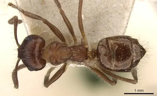 Notoncus ectatommoides specimen CASENT0909836 image casent0909836_1