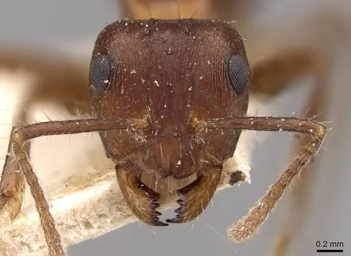 Notoncus ectatommoides specimen CASENT0909836 image casent0909836_2