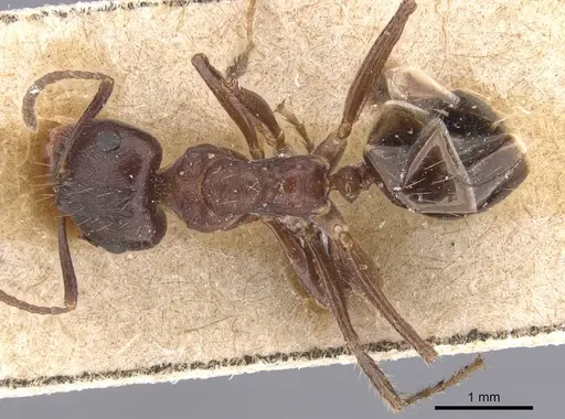 Notoncus ectatommoides specimen CASENT0913757 image casent0913757_1