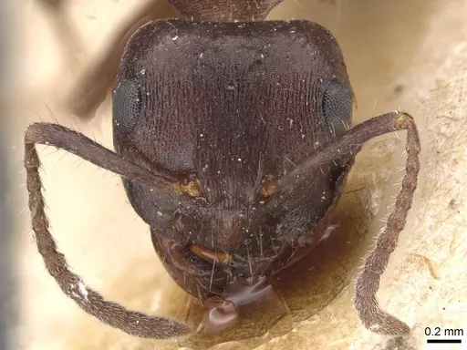 Notoncus ectatommoides specimen CASENT0913757 image casent0913757_2