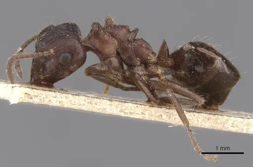 Notoncus ectatommoides specimen CASENT0913757 image casent0913757_3
