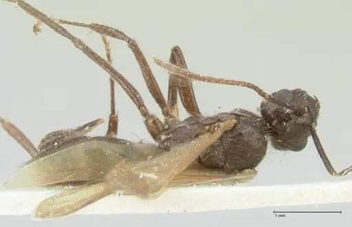 Notoncus ectatommoides specimen FOCOL2220 image focol2220_1