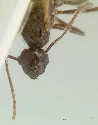 Notoncus ectatommoides specimen FOCOL2220 image focol2220_2