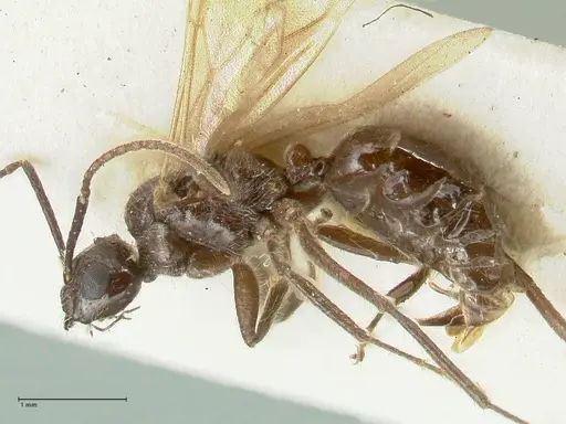 Notoncus ectatommoides specimen FOCOL2220 image focol2220_3