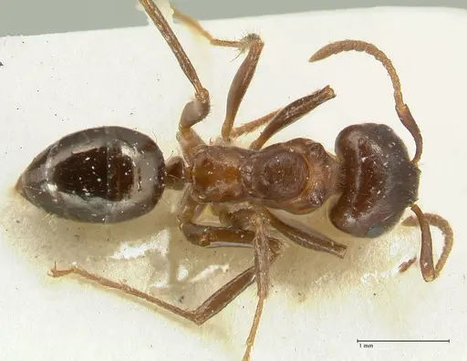 Notoncus ectatommoides specimen FOCOL2221 image focol2221_1