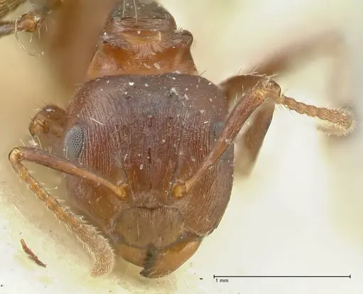 Notoncus ectatommoides specimen FOCOL2221 image focol2221_2
