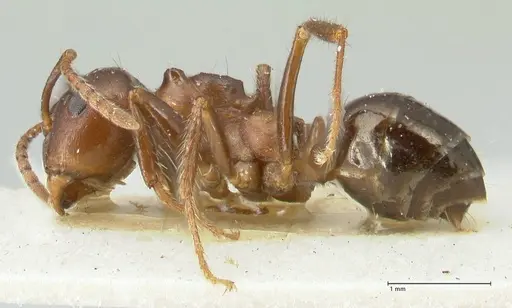Notoncus ectatommoides specimen FOCOL2221 image focol2221_3