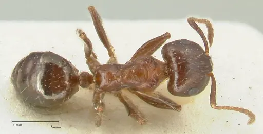 Notoncus ectatommoides specimen FOCOL2222 image focol2222_1
