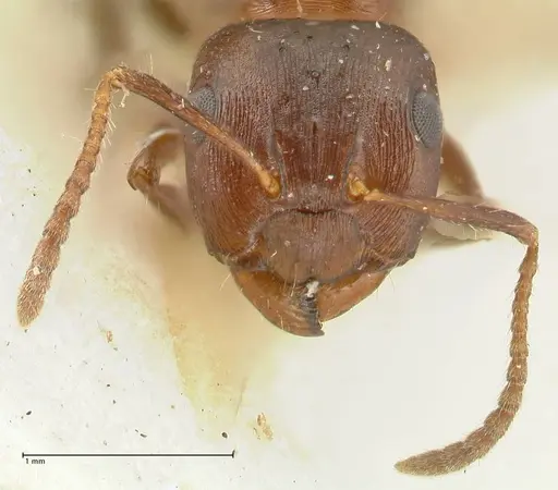 Notoncus ectatommoides specimen FOCOL2222 image focol2222_2