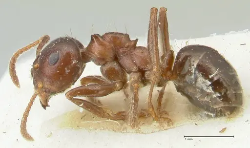 Notoncus ectatommoides specimen FOCOL2222 image focol2222_3