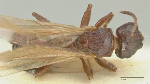 Notoncus ectatommoides specimen FOCOL2223 image focol2223_1