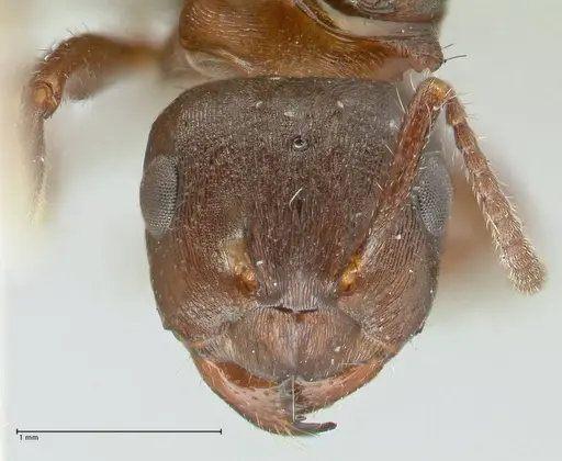 Notoncus ectatommoides specimen FOCOL2223 image focol2223_2