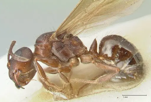 Notoncus ectatommoides specimen FOCOL2223 image focol2223_3