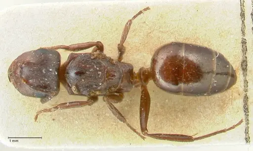 Notoncus ectatommoides specimen FOCOL2224 image focol2224_1